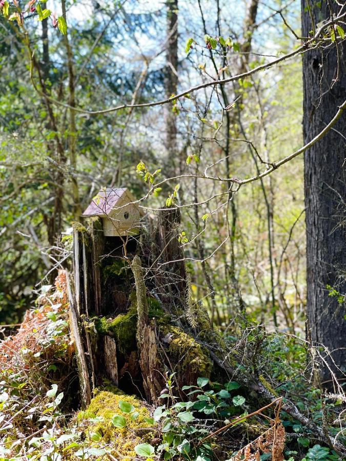 Mt Rainier Little Green Cabin On Big Creek! Ashford Esterno foto