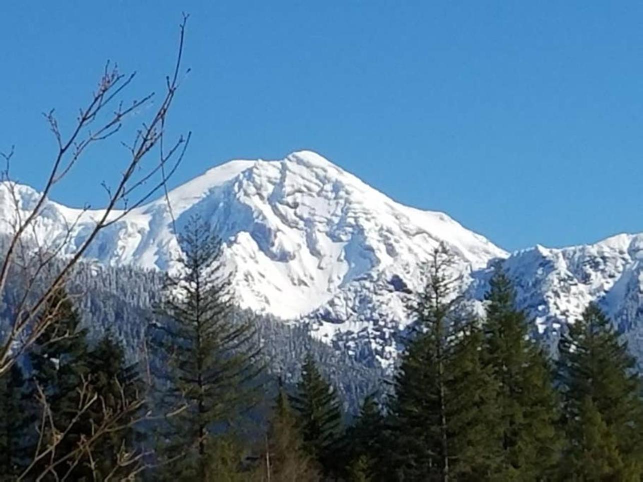 Mt Rainier Little Green Cabin On Big Creek! Ashford Esterno foto